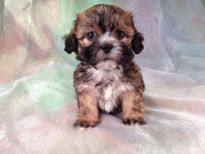Male Teddy Bear Puppy for sale #12 |Teddy Bear puppies for sale in Providence RI cost More than Teddy Bears for sale at Purebredpups 5